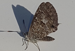 Theclinesthes serpentata