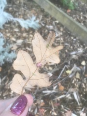 Cynips douglasii