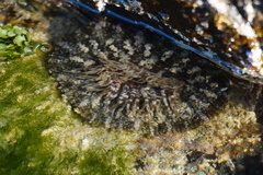 Actinostella bradleyi