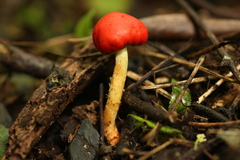 Leratiomyces erythrocephalus