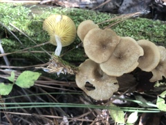 Pseudoarmillariella ectypoides