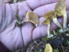 Pseudoarmillariella ectypoides