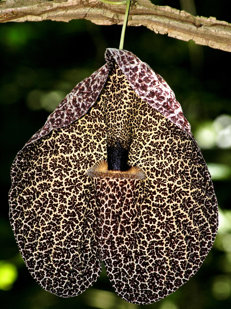 Aristolochia cordiflora