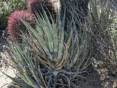 Agave cerulata