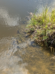 Nitella hyalina