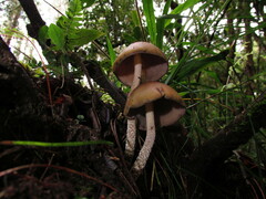 Psilocybe zapotecorum