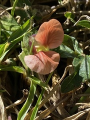 Macroptilium gibbosifolium