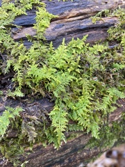 Thuidium delicatulum