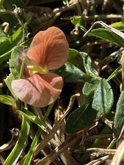 Macroptilium gibbosifolium