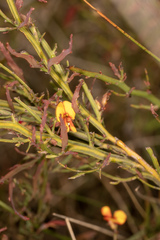 Bossiaea riparia