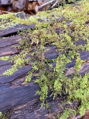 Thuidium delicatulum