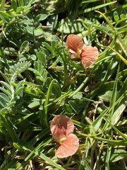 Macroptilium gibbosifolium