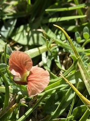 Macroptilium gibbosifolium