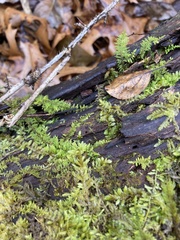 Thuidium delicatulum