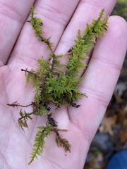 Thuidium delicatulum