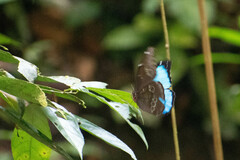 Morpho