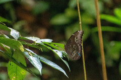 Morpho