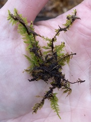 Thuidium delicatulum