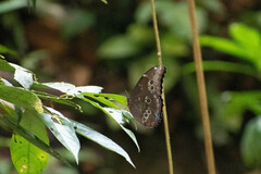 Morpho