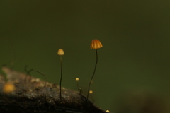 Cryptomarasmius