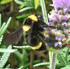 Bombus medius