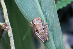 Osteocephalus yasuni