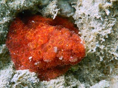 Alicia pretiosa