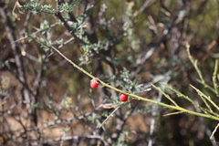 Muraltia spinosa