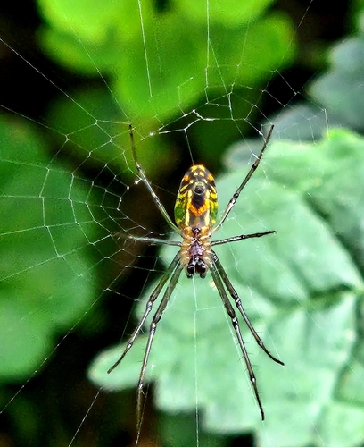 Leucauge mariana