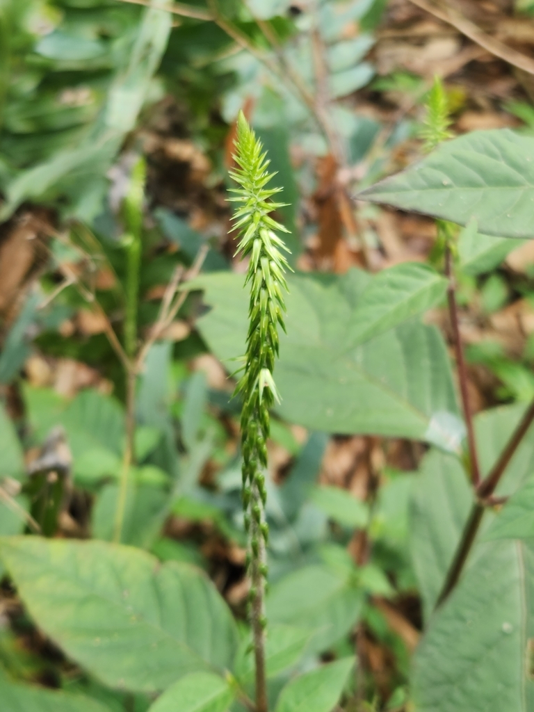Devil's Horsewhip (Pezula Nature Retreat Exotic Invasive and Weed