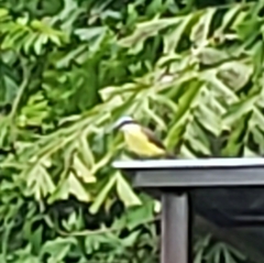 Pitangus sulphuratus