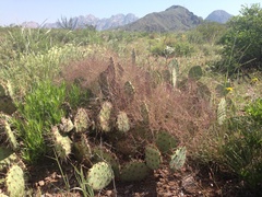 Muhlenbergia porteri