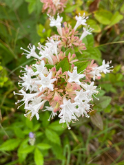 Abelia chinensis