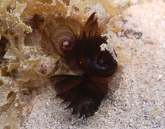 Phoronis