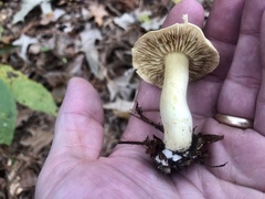 Tricholoma odorum