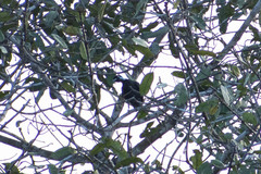 Gymnoderus foetidus