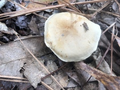Tricholoma odorum