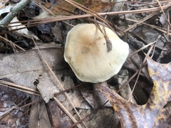 Tricholoma odorum