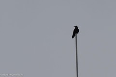 Corvus corax