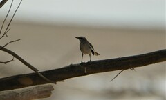 Mimus triurus