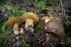 Boletus rex-veris
