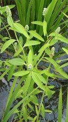Sphenoclea zeylanica