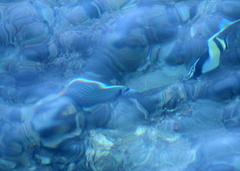 Pomacanthus imperator