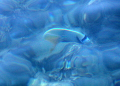 Pomacanthus imperator