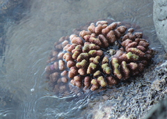 Pocillopora