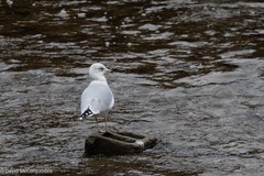 Larus delawarensis