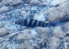 Abudefduf septemfasciatus