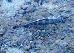 Abudefduf septemfasciatus