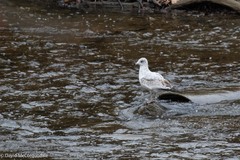 Larus delawarensis