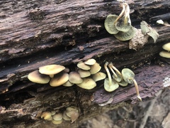 Hypholoma subviride